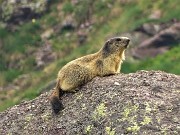 82 Marmotta in comoda sentinella su grosso masso